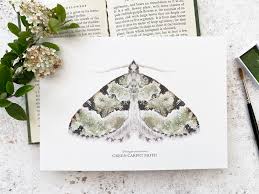 Attēlu rezultāti vaicājumam “Colostygia pectinataria female”