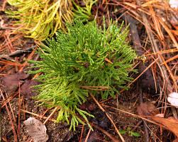 Attēlu rezultāti vaicājumam “Hemitrichia clavata young”