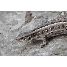 Attēlu rezultāti vaicājumam “Lacerta agilis female”