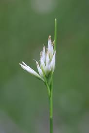 Attēlu rezultāti vaicājumam “Rhynchospora alba flower”