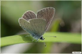 Attēlu rezultāti vaicājumam “Cupido minimus”