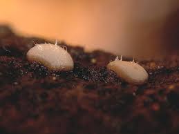 Attēlu rezultāti vaicājumam “Vibrissea decolorans”