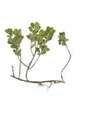 Attēlu rezultāti vaicājumam “Arctostaphylos uva-ursi”