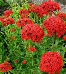 Attēlu rezultāti vaicājumam “Silene chalcedonica flower”