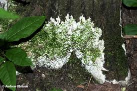 Attēlu rezultāti vaicājumam “Sebacina incrustans”