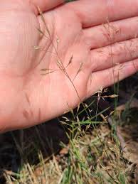 Attēlu rezultāti vaicājumam “Agrostis capillaris”