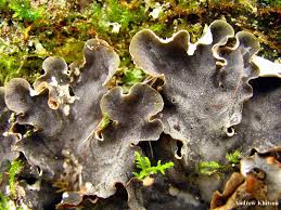 Attēlu rezultāti vaicājumam “Peltigera praetextata”