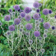 Image result for Echinops spaerocephalus