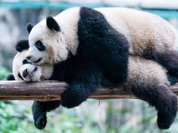 Image result for pandas