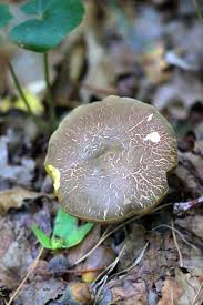 Attēlu rezultāti vaicājumam “Taleporia tubulosa”