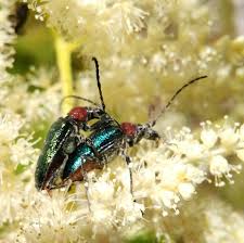 Attēlu rezultāti vaicājumam “Gaurotes virginea”