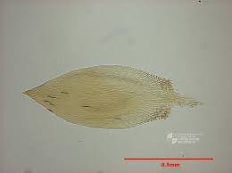 Attēlu rezultāti vaicājumam “Hypnum pallescens”