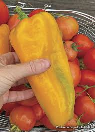 Afbeeldingsresultaat voor topepo giallo sweet pepper