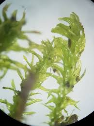 Attēlu rezultāti vaicājumam “Anomodon viticulosus sporophyte”