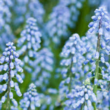 Attēlu rezultāti vaicājumam “Muscari neglectum”