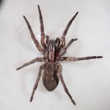 Attēlu rezultāti vaicājumam “Miturgidae”