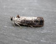 Attēlu rezultāti vaicājumam “Hedya salicella”