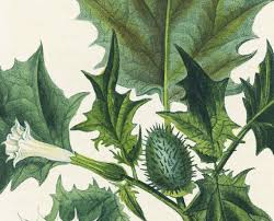 Attēlu rezultāti vaicājumam “Datura stramonium fruit”