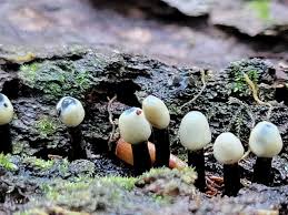 Attēlu rezultāti vaicājumam “Holwaya mucida”