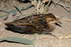 Image result for Porzana pusilla