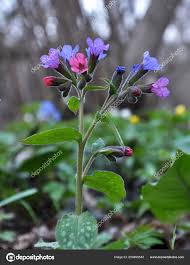 Attēlu rezultāti vaicājumam “Pulmonaria obscura bud”