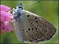 Attēlu rezultāti vaicājumam “Maculinea alcon eggs”