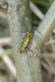 Attēlu rezultāti vaicājumam “Saperda scalaris”