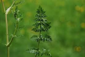 Attēlu rezultāti vaicājumam “Carum carvi leaf”