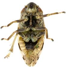 Attēlu rezultāti vaicājumam “Aphrophoridae”