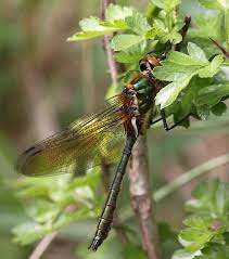 Attēlu rezultāti vaicājumam “Cordulia aenea”