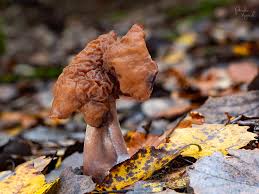 Attēlu rezultāti vaicājumam “Gyromitra infula”