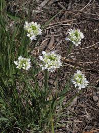Attēlu rezultāti vaicājumam “Berteroa incana fruit”