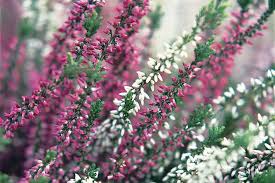 Attēlu rezultāti vaicājumam “Calluna vulgaris fruit”