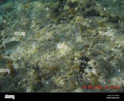 Image result for Oblada melanurus