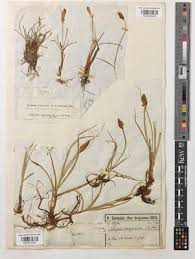 Attēlu rezultāti vaicājumam “Blysmus compressus”