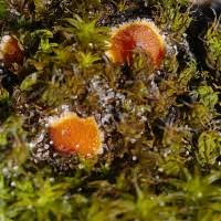 Attēlu rezultāti vaicājumam “Lamprospora tortulae-ruralis”