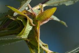 Attēlu rezultāti vaicājumam “Rhabdophaga rosaria”