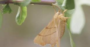 Attēlu rezultāti vaicājumam “Ennomos erosaria”