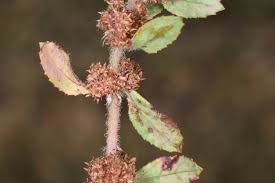 Attēlu rezultāti vaicājumam “Elatinaceae”