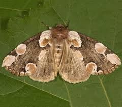 Attēlu rezultāti vaicājumam “Thyatira batis imago”