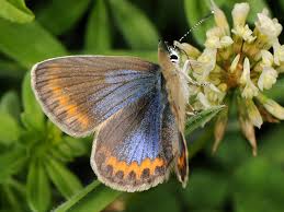 Attēlu rezultāti vaicājumam “Plebejus idas male”