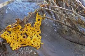 Attēlu rezultāti vaicājumam “Hemitrichia serpula”