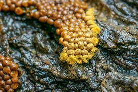 Attēlu rezultāti vaicājumam “Oligonema favogineum spores”