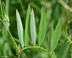 Attēlu rezultāti vaicājumam “Polymerus palustris”