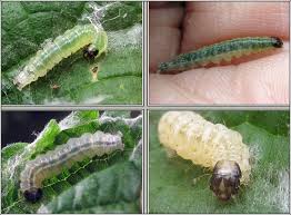 Attēlu rezultāti vaicājumam “Anania hortulata”