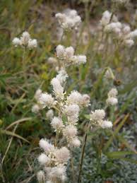 Attēlu rezultāti vaicājumam “Antennaria dioica leaf”
