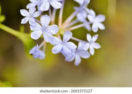 Attēlu rezultāti vaicājumam “Plumbaginaceae”