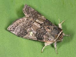 Attēlu rezultāti vaicājumam “Tethea or”