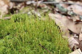 Attēlu rezultāti vaicājumam “Neckera crispa sporophyte”