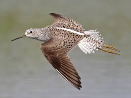 Attēlu rezultāti vaicājumam “Tringa stagnatilis”